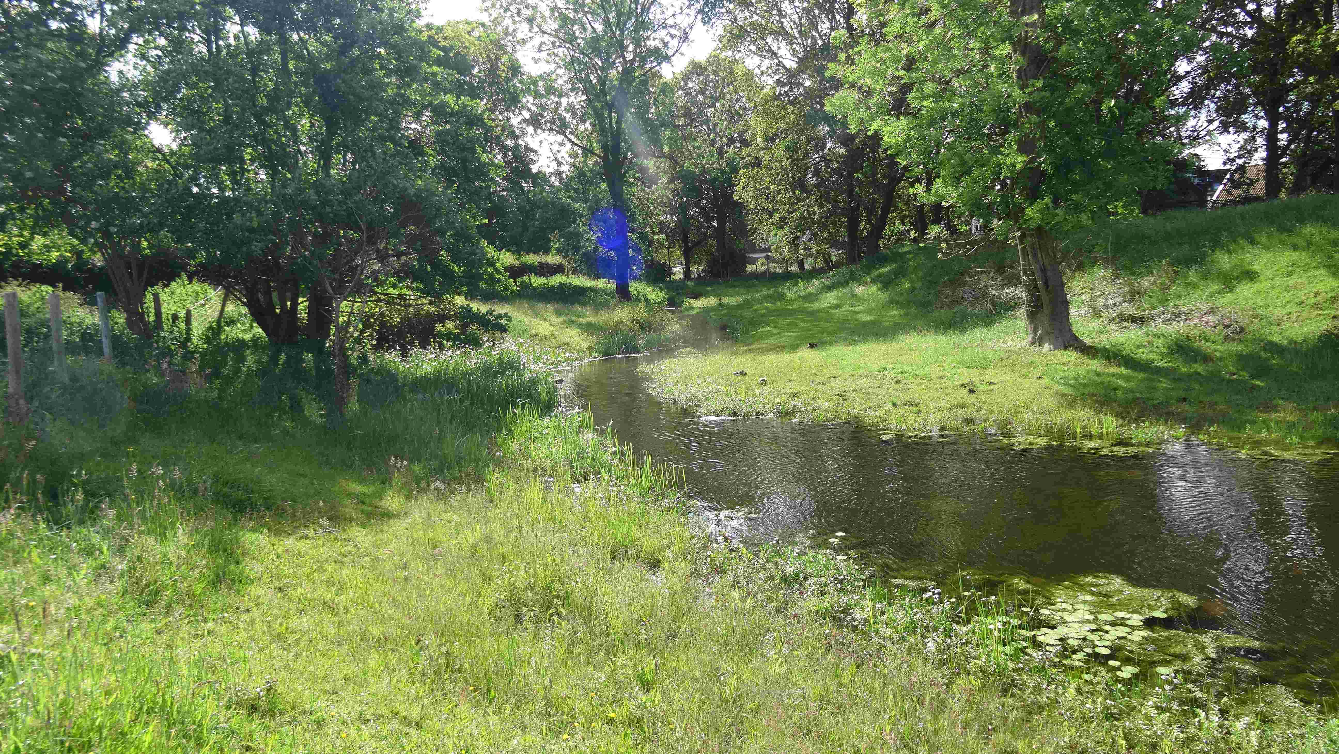 Beekje langs wandelpad